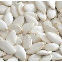 2015 Crop Snow White Pumpkin Seeds